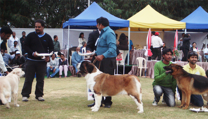Image Caption